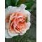 [D:F991]Y's Rose Garden[D:F991]