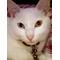 [V:476F]猫団雑談部‡†[V:4735]