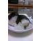 ([V:4F62]｡[V:4F62])onigiri[V:4530]