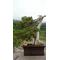 [D:F948][D:F9E5]BONSAI[D:F9E5][D:F948]